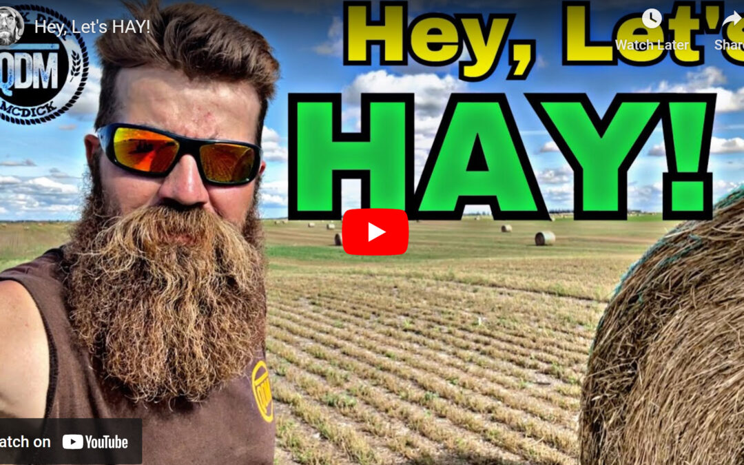 Quick Dick McDick: Hey, Let’s Hay