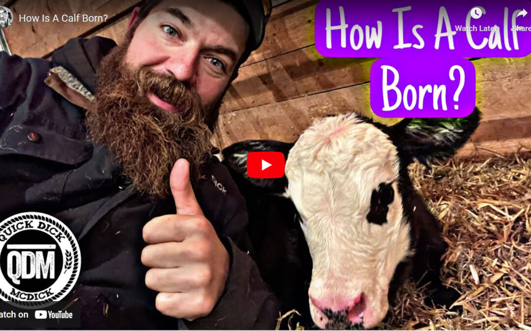 Quick Dick McDick: How is a calf born, in 5 minutes or less